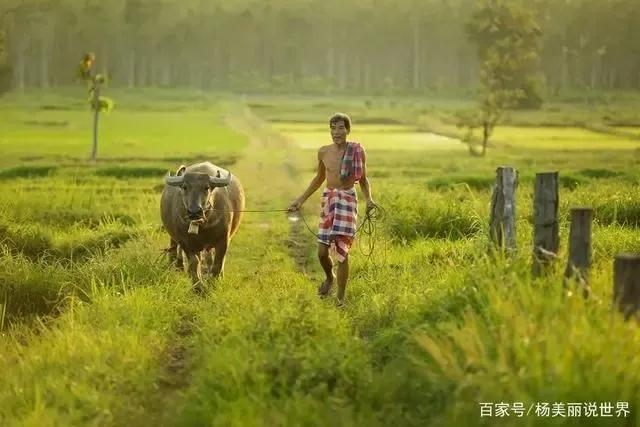 含牛的诗词名句(牛的诗词分享)(2)