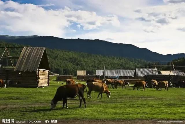含牛的诗词名句(牛的诗词分享)(1)