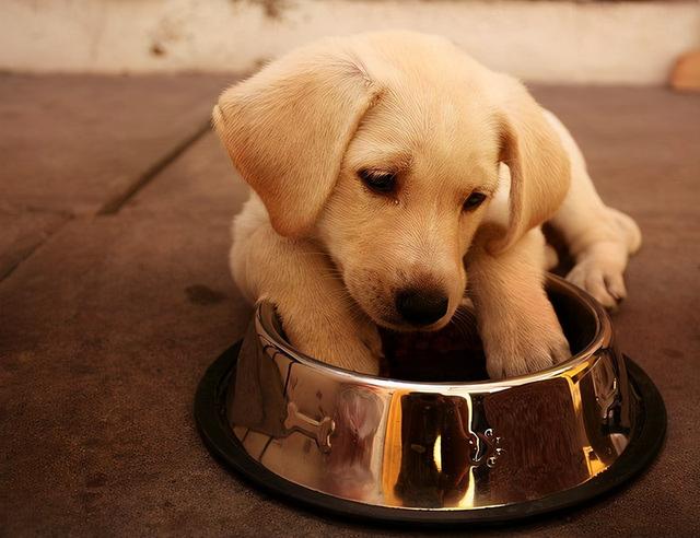 幼犬可以吃什么幼犬每日喂食标准(幼犬喂养小知识)(3)
