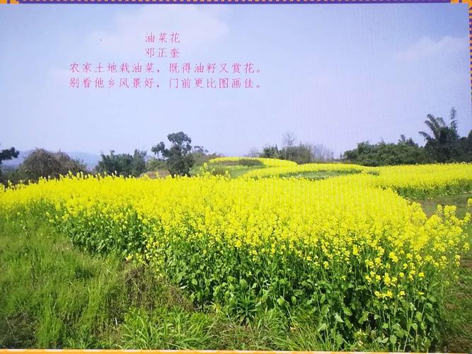 油菜花的诗句古诗词(关于油菜花的古诗10首)