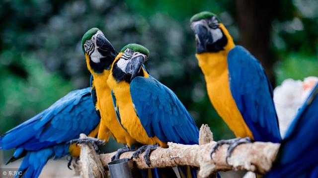 家里可以养什么样的小宠物(适合家养的5种小型宠物)(6)