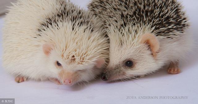 家里可以养什么样的小宠物(适合家养的5种小型宠物)(2)