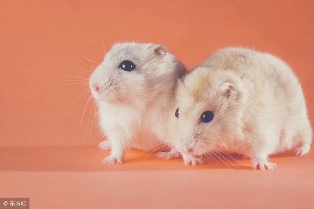 家里可以养什么样的小宠物(适合家养的5种小型宠物)(3)