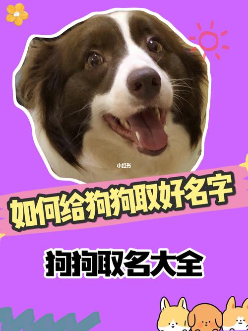 给狗狗起名字（给狗狗起名字推荐）