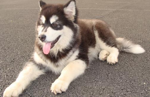 ​阿拉斯加雪橇犬怎么训练？
