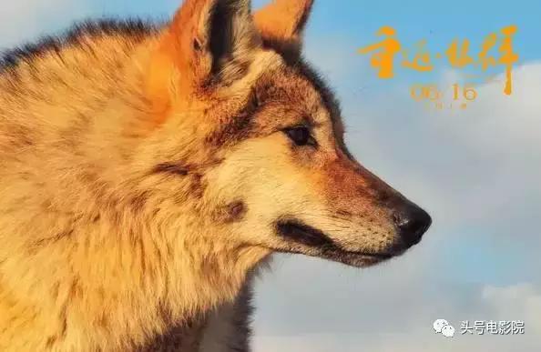 被狼王养大的孩子故事（美女画家收养狼王遗孤）(8)
