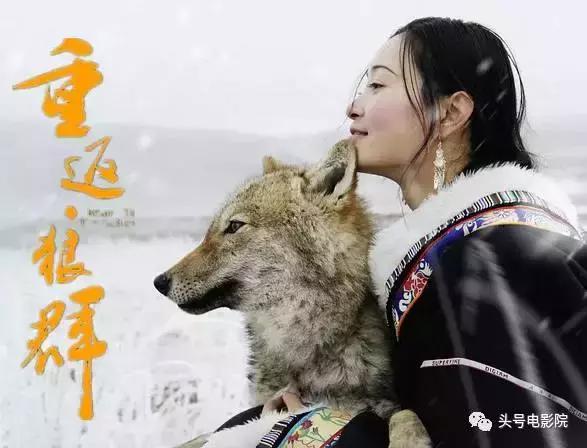 被狼王养大的孩子故事（美女画家收养狼王遗孤）(7)