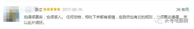 被狼王养大的孩子故事（美女画家收养狼王遗孤）(6)