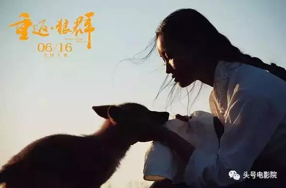 被狼王养大的孩子故事（美女画家收养狼王遗孤）(15)