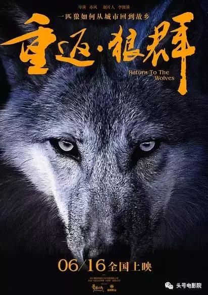 ​被狼王养大的孩子故事（美女画家收养狼王遗孤）