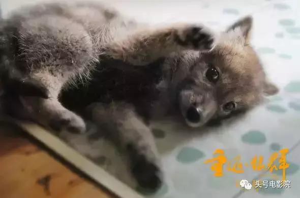 被狼王养大的孩子故事（美女画家收养狼王遗孤）(11)