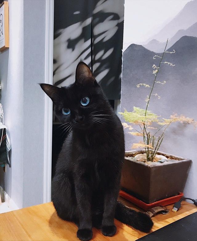 ​黑猫可以随便养吗（为什么不建议养）