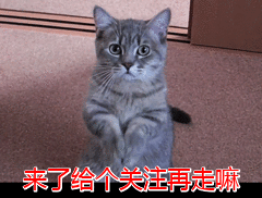 黑猫可以随便养吗（为什么不建议养）(10)