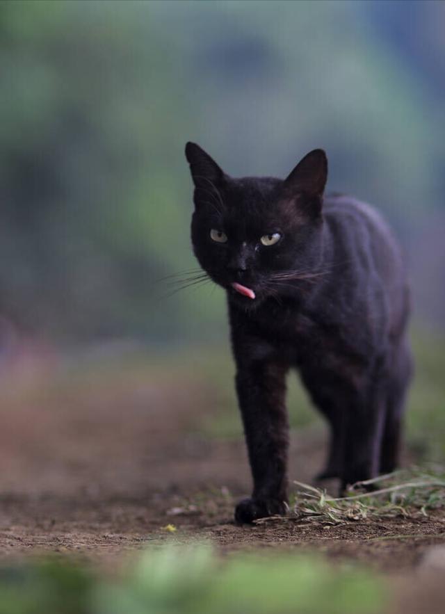 黑猫可以随便养吗（为什么不建议养）(5)
