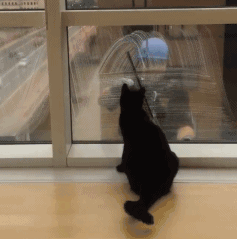 黑猫可以随便养吗（为什么不建议养）(4)