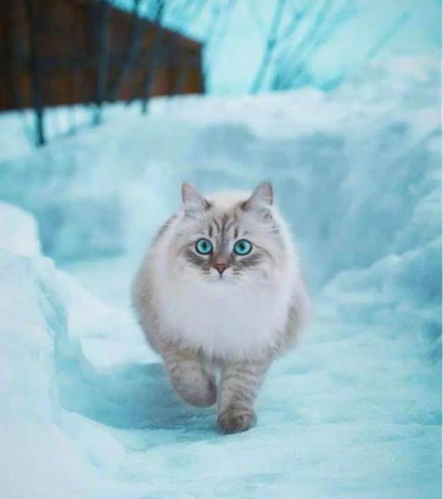 ​俄罗斯的猫为什么被制裁（俄罗斯猫我被制裁了）
