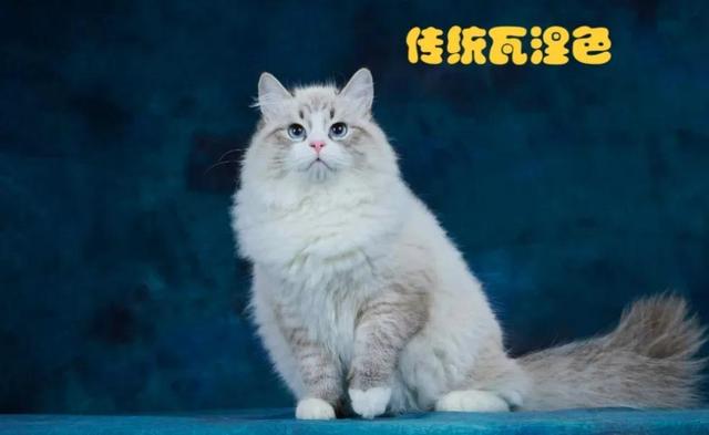 俄罗斯的猫为什么被制裁（俄罗斯猫我被制裁了）(3)