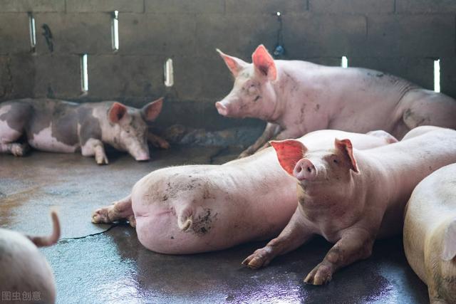 最近猪价为什么持续下跌(下跌真相已查明)(3)