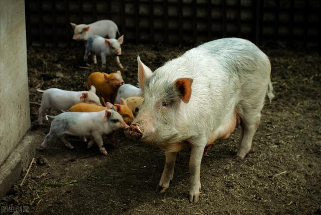 最近猪价为什么持续下跌(下跌真相已查明)(5)