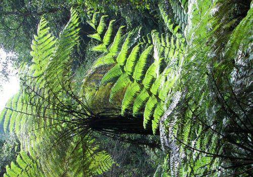沙罗又名桫椤 沙罗又名桫椤