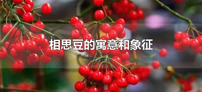 相思豆的寓意和象征 相思豆的寓意和象征