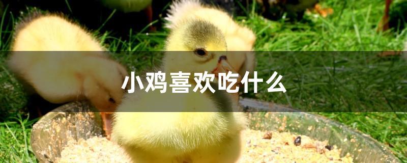 小鸡吃什么食物，小鸡怎样喂养成活率高 