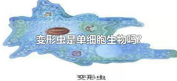 变形虫是单细胞生物吗?