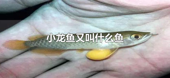 小龙鱼又叫什么鱼