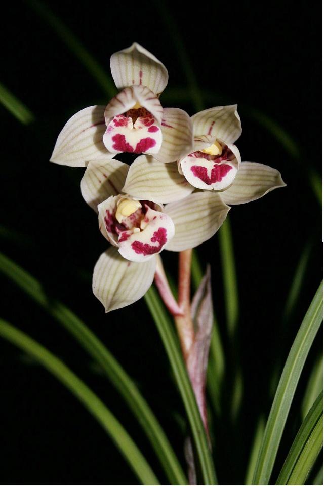 野生兰花五到七月开的是什么兰花（细说5款兰花珍品）(8)