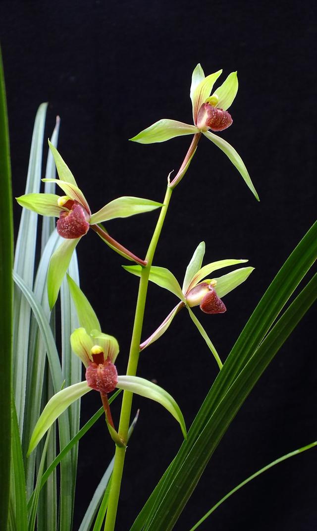 野生兰花五到七月开的是什么兰花（细说5款兰花珍品）(7)