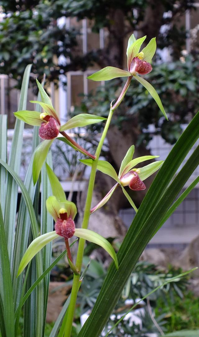 野生兰花五到七月开的是什么兰花（细说5款兰花珍品）(6)