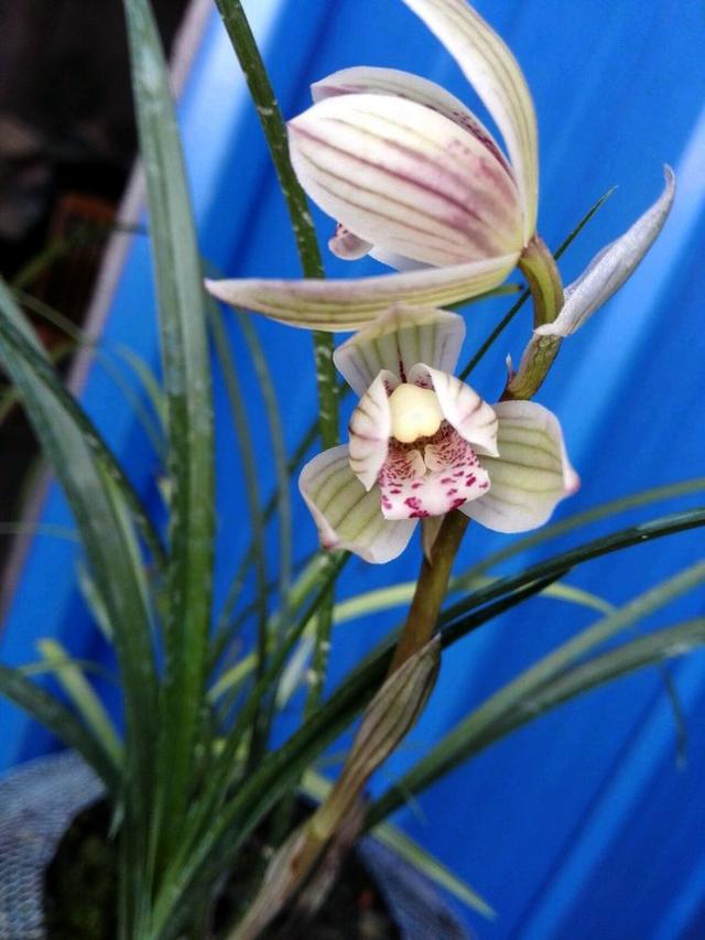 野生兰花五到七月开的是什么兰花（细说5款兰花珍品）(2)