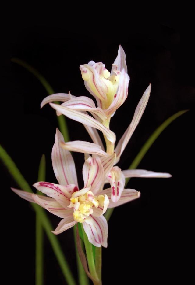 野生兰花五到七月开的是什么兰花（细说5款兰花珍品）(5)