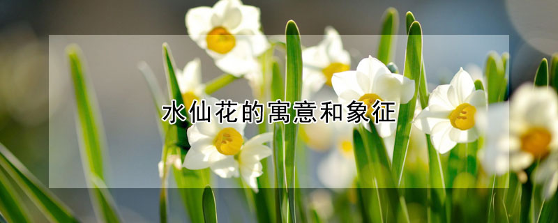 水仙花的寓意和象征, 水仙花的含义与花语 