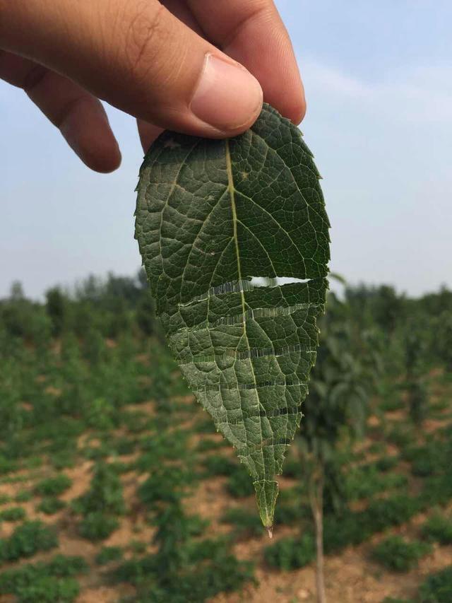 杜仲胶是什么成分（杜仲胶的作用与功效）(3)