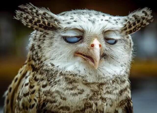 马来西亚拿督是什么地方（拿督在马来西亚到底是什么样的存在）(5)