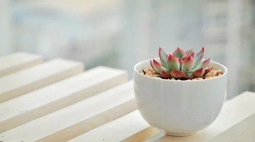 长菜花是什么病能治好吗(菜花症状有哪些)(1)