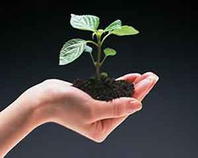 长菜花是什么病能治好吗(菜花症状有哪些)(3)