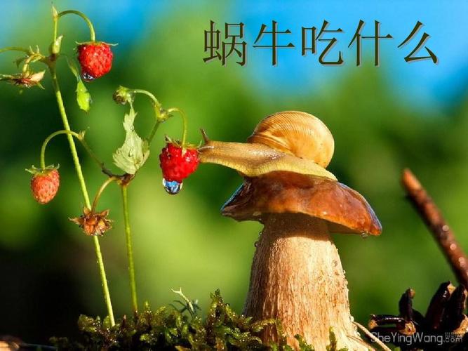 蜗牛吃什么食物为主,蜗牛最爱吃的食物是什么
