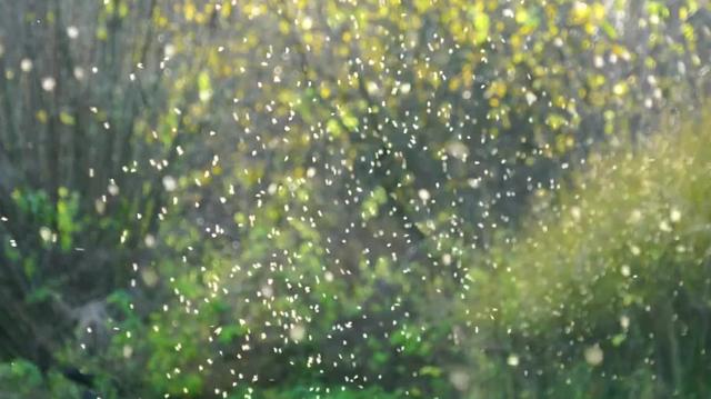 蚊子有什么用为什么不灭绝(蚊子在地球上到底有什么用)(3)