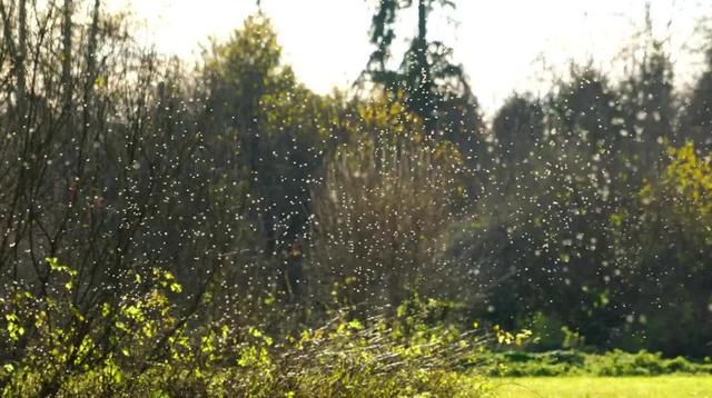 蚊子有什么用为什么不灭绝(蚊子在地球上到底有什么用)(9)