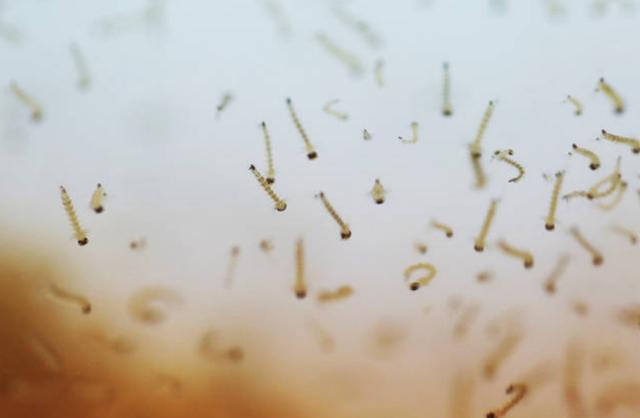 蚊子有什么用为什么不灭绝(蚊子在地球上到底有什么用)(4)