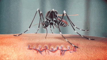 蚊子有什么用为什么不灭绝(蚊子在地球上到底有什么用)(7)