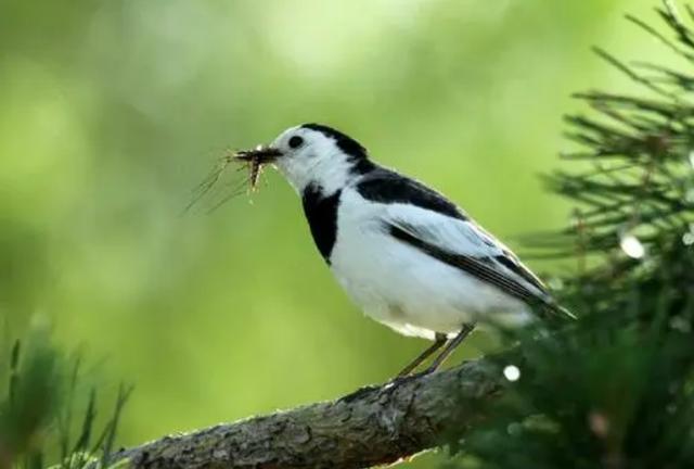 蚊子有什么用为什么不灭绝(蚊子在地球上到底有什么用)(12)