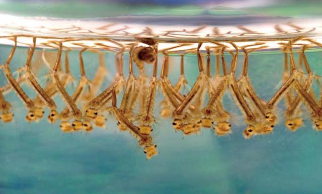 蚊子有什么用为什么不灭绝(蚊子在地球上到底有什么用)(13)