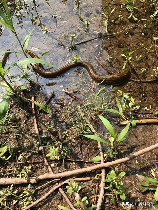 为什么蛇不敢吃黄鳝(蛇吃黄鳝是在找死)(8)