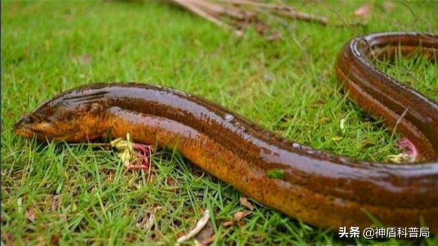 为什么蛇不敢吃黄鳝(蛇吃黄鳝是在找死)(2)