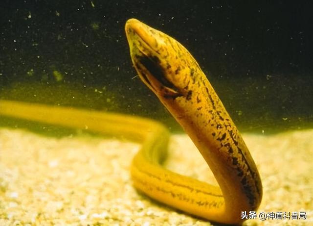 为什么蛇不敢吃黄鳝(蛇吃黄鳝是在找死)(4)