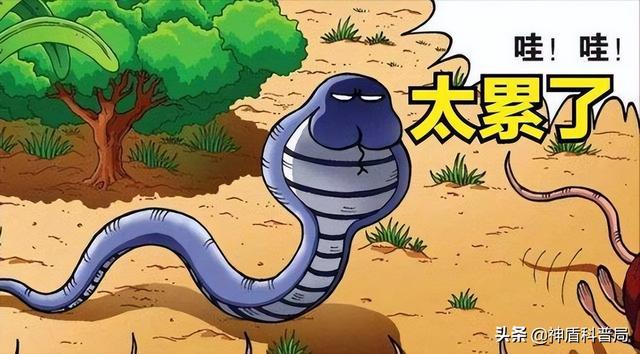 为什么蛇不敢吃黄鳝(蛇吃黄鳝是在找死)(12)