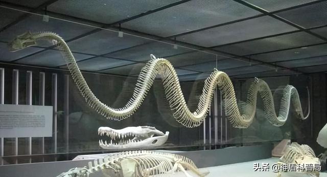 为什么蛇不敢吃黄鳝(蛇吃黄鳝是在找死)(14)